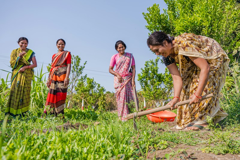 Women in colourful saris working together in a green field